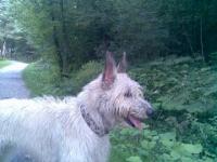 das ist Leni aus Berchtesgaden, sie trägt ihre Ohren wie sie will!!Sie ist im Schäferhundverein aktiv:):) Das hat sie wohl geprägt!Titel