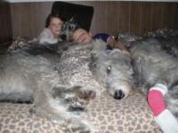 die Enkelkinder schlafen am liebsten die ganze Nacht mit den Wölfchen im Hundebett, sie dürfen das auch!!
