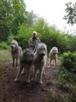 dieser Waldweg - mit 4 Wölfchen - geht nicht - Leinenzwang gerade 